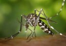 Mosquito-borne diseases has threaten World Mosquito-borne diseases has threaten World